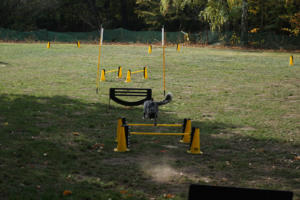 Fackelturnier 2018 - DSC09522