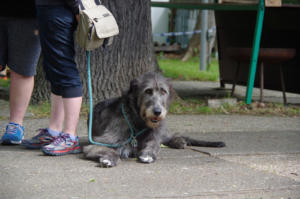 Frühjahrsturnier 2019 - IMGP5307